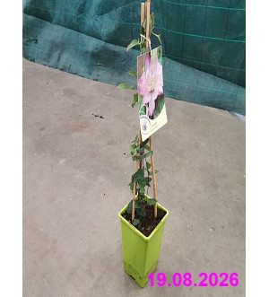 Clematis 'Innocent Blush'® RP 1,6 L